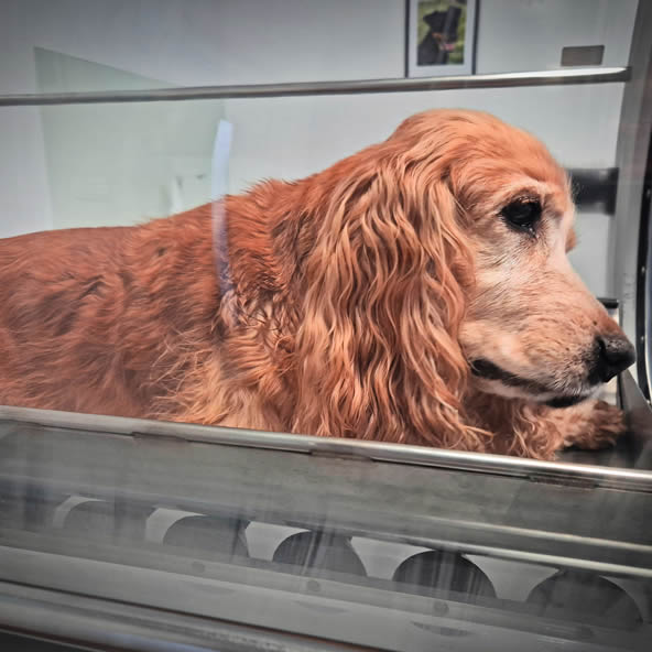 Varen in neboleč postopek